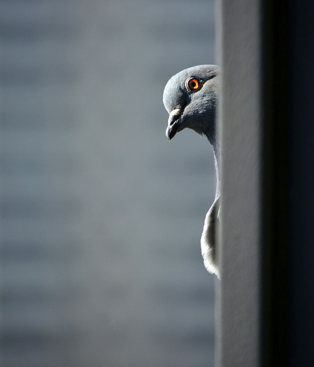 Una paloma mirando por una ventana