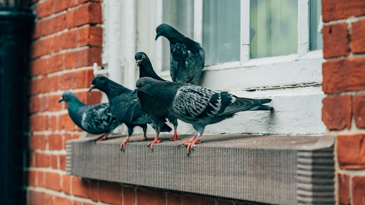 Unas palomas posadas en una ventana o balcón
