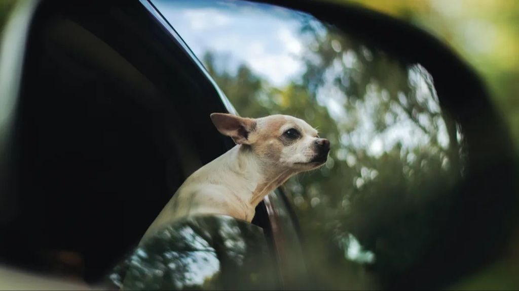 Así es exactamente como no debes llevar a tu perro en el coche