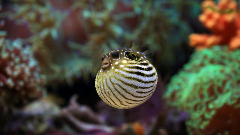 Cena de muerte: el aterrador pez Fugu, el manjar que podría matarte