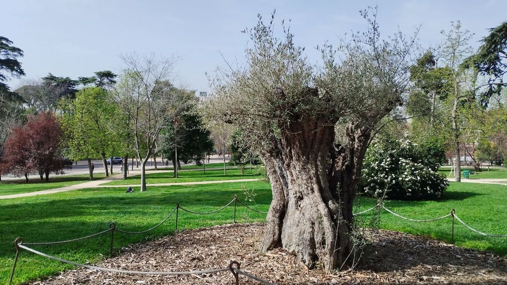 EuropaPress 5838719 arbol mas antiguo madrid olivo 627 anos parque retiro