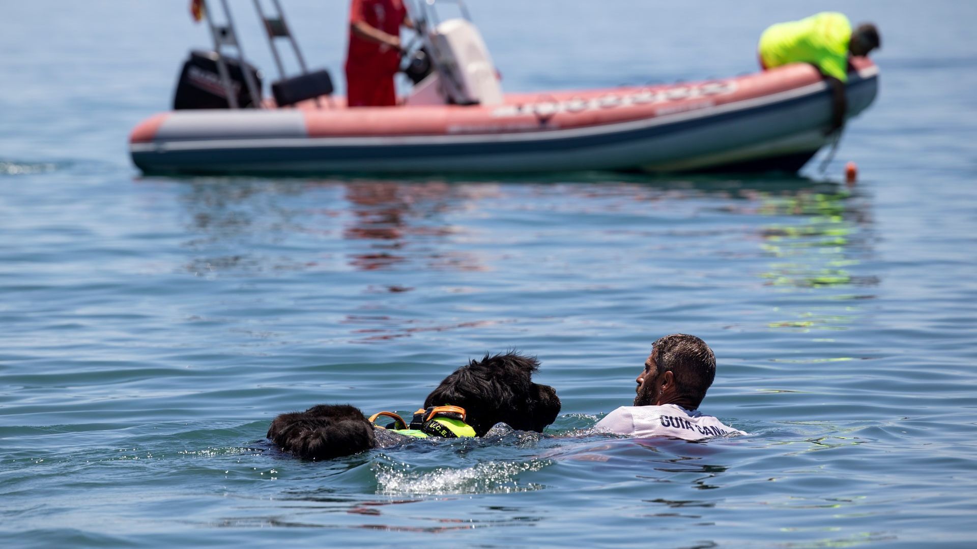 Perros rescatistas de Málaga