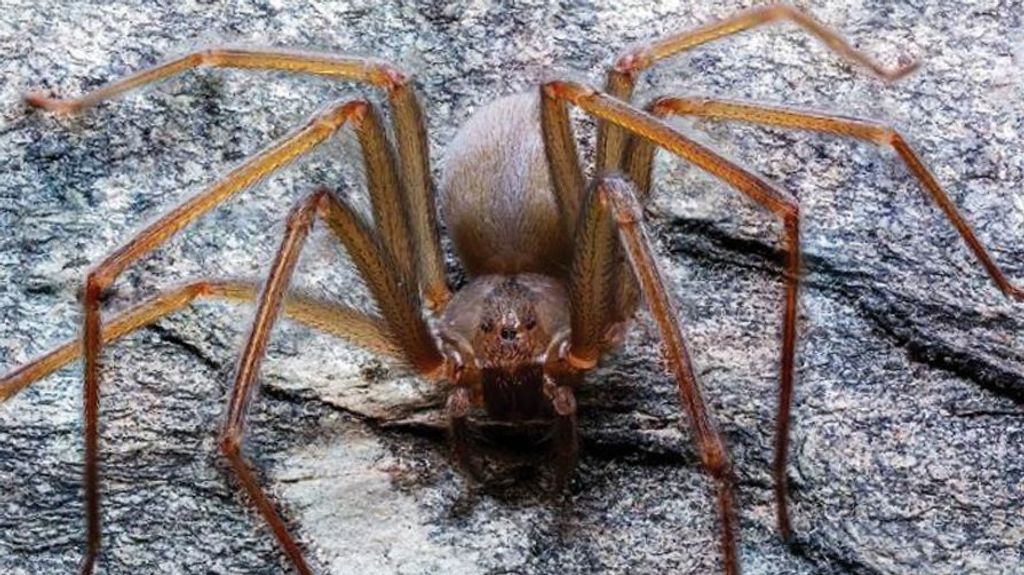 Un ejemplar de araña violinista