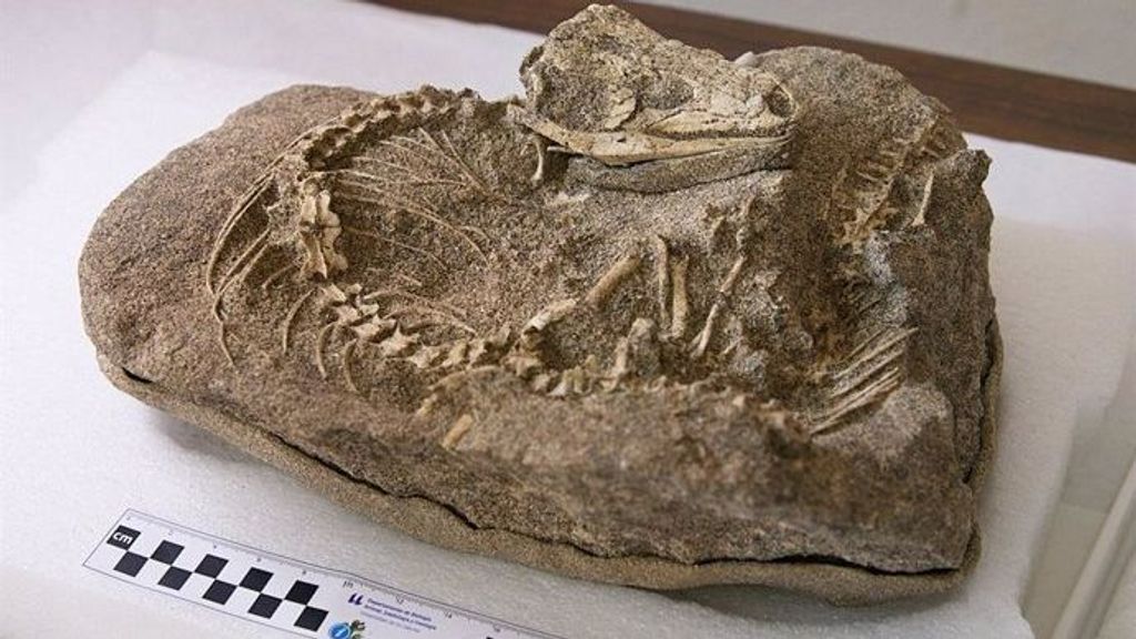 Un equipo de paleontólogos descubre en Tenerife un lagarto articulado de la especie Gallotia de unos 700.000 años de antigüedad