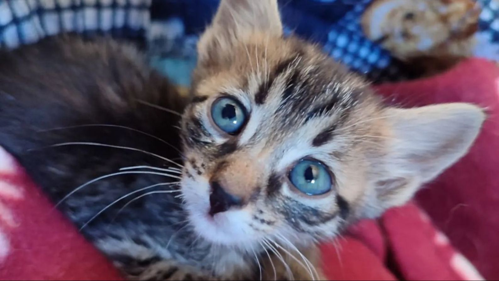 Gatito rescatado