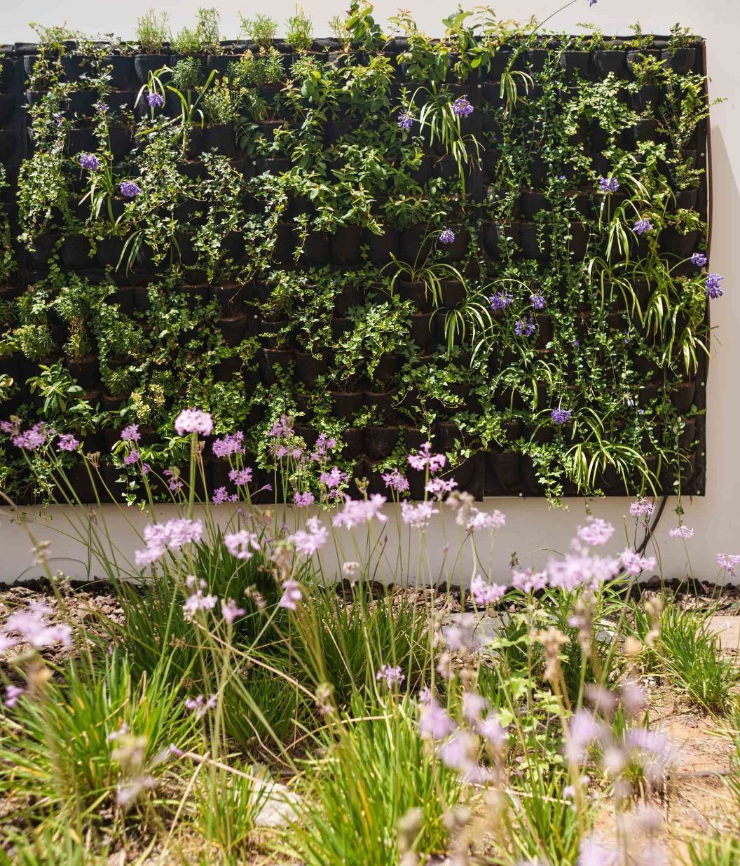 Jardín vertical instalado por el Ayuntamiento de Valencia
