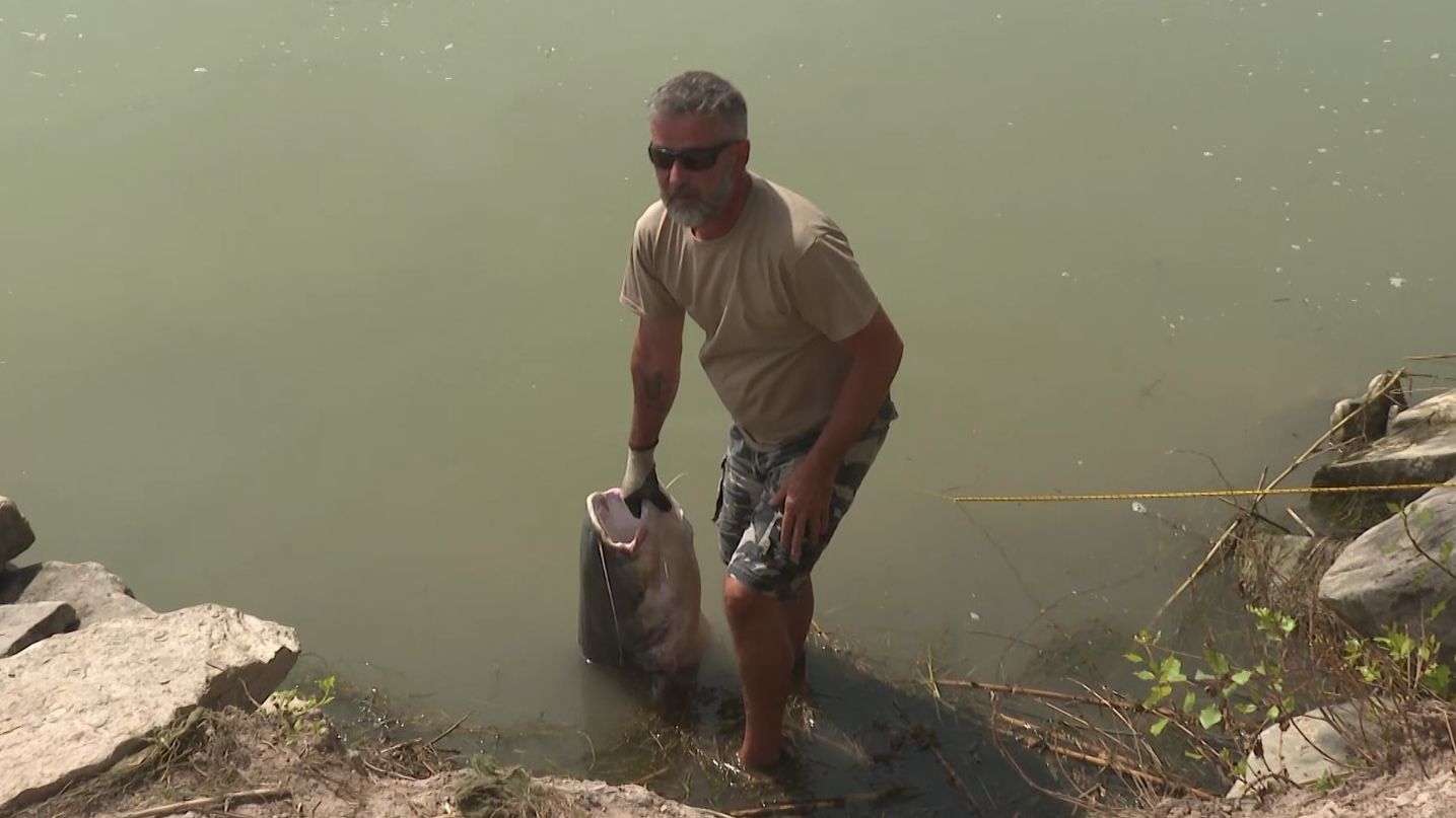 La pesca del siluro, un reto físico para capturar al 'monstruo' del río Ebro: "Es como tirar de un autobús"
