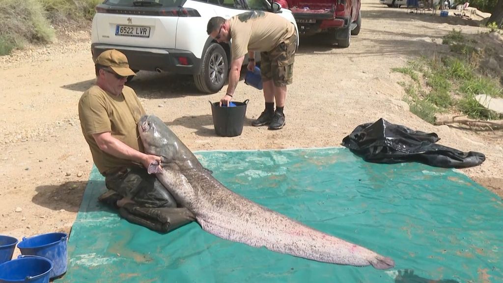 La pesca del siluro, un reto físico para capturar al 'monstruo' del río Ebro: "Es como tirar de un autobús"