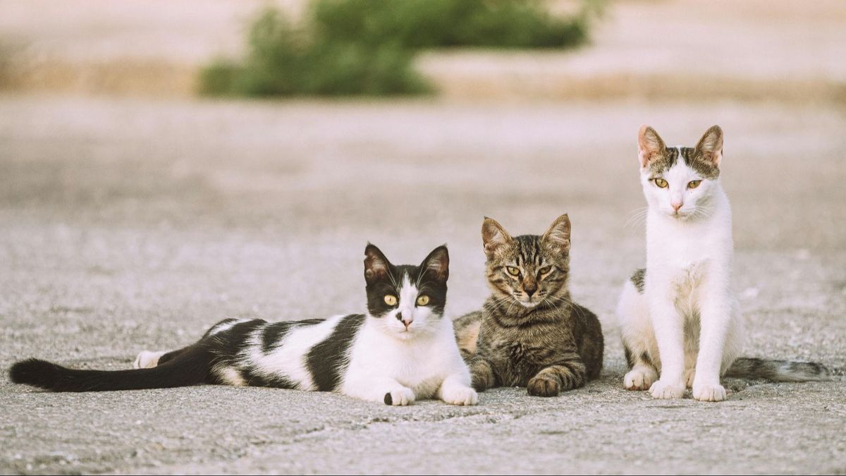 Un grupo de gatos