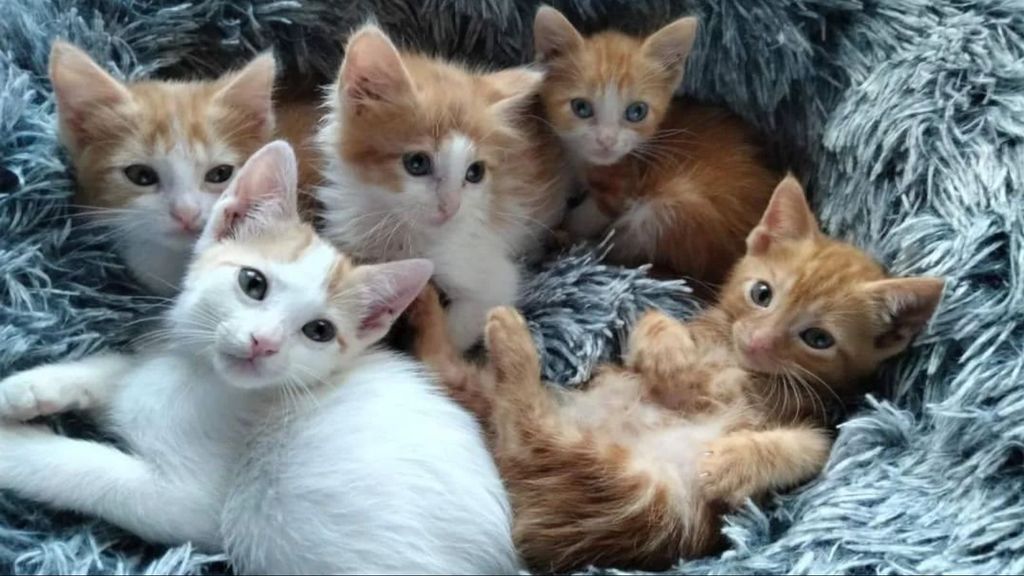 Una camada de gatitos rescatada