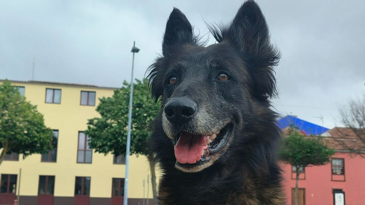 Emotivo último adiós a Ares, el perro "más experimentado" en buscar desaparecidos en La Laguna: "Está en el cielo de los buenos"