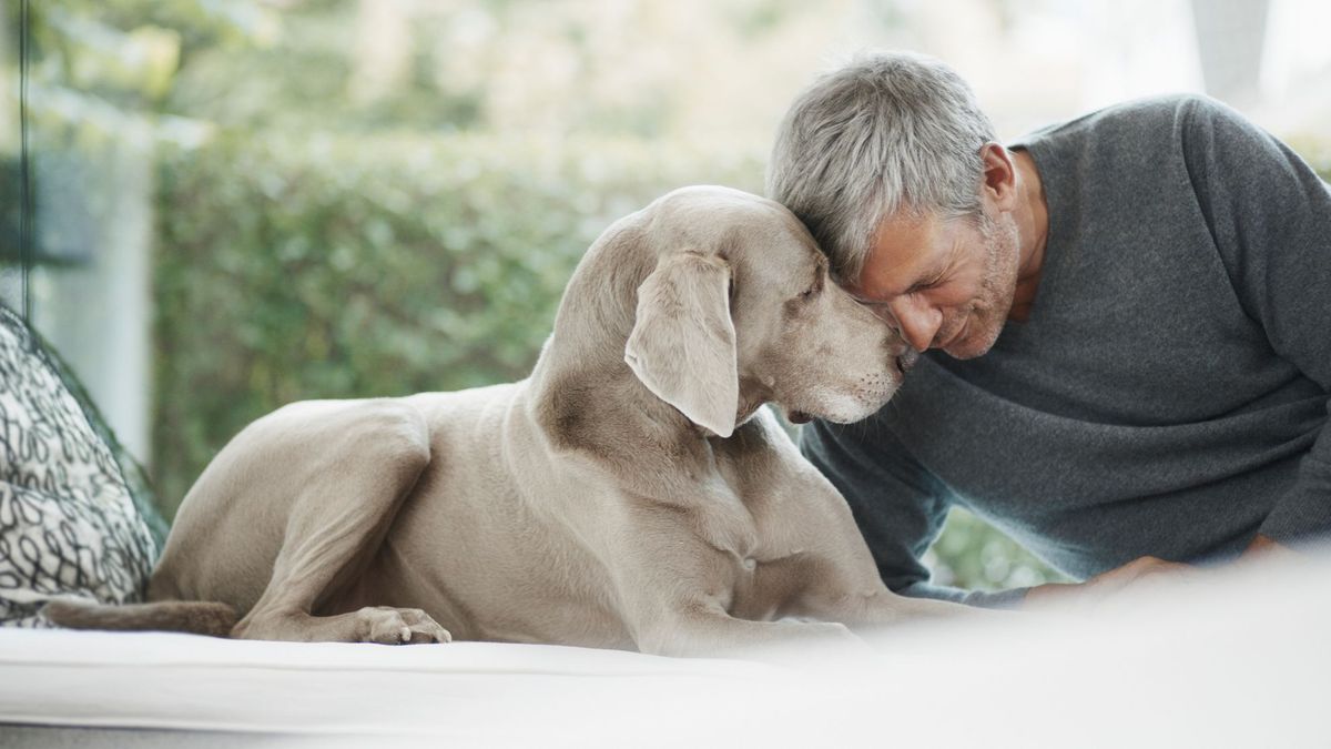 Los perros, ¿centinelas de nuestra salud?