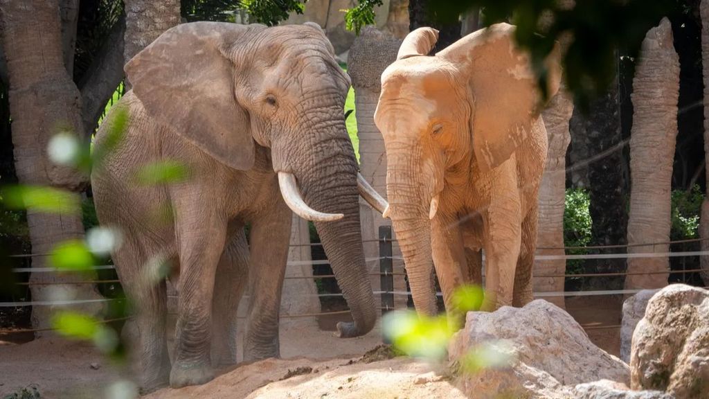 El nuevo elefante macho de Bioparc Valencia ha comenzado a relacionarse con las hembras de la manada