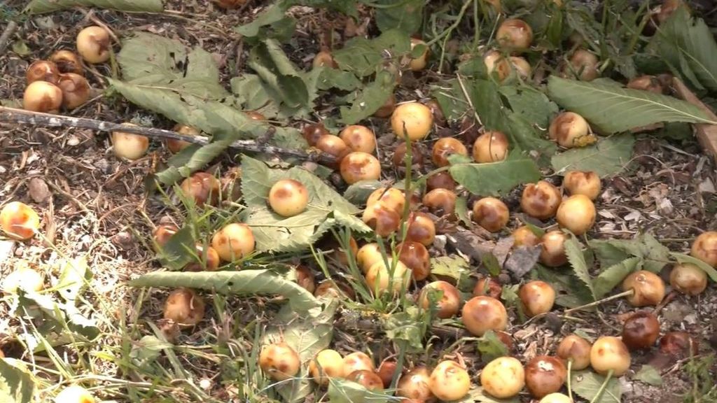 Perdidos 300.000 kilos de frutas y verduras tras las tormentas en Zamora