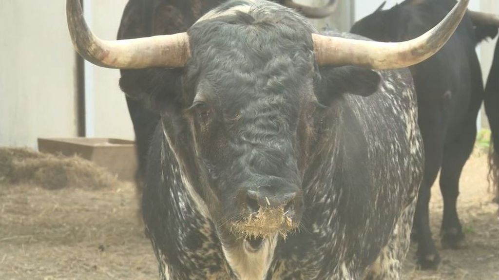 Sanfermines: Pamplona abre los 'Corrales del Gas' para ver a los toros