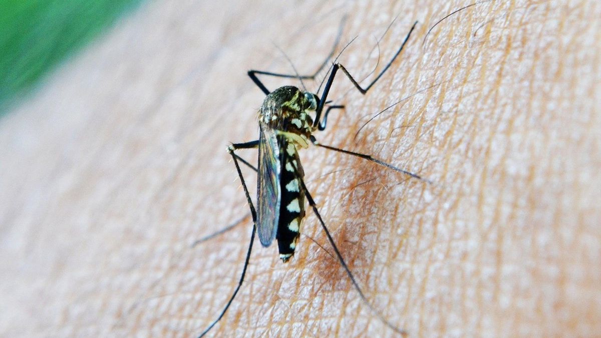 Archivo - Salud confirma la presencia del Virus del Nilo en los mosquitos capturados en Los Palacios y La Puebla del Río.