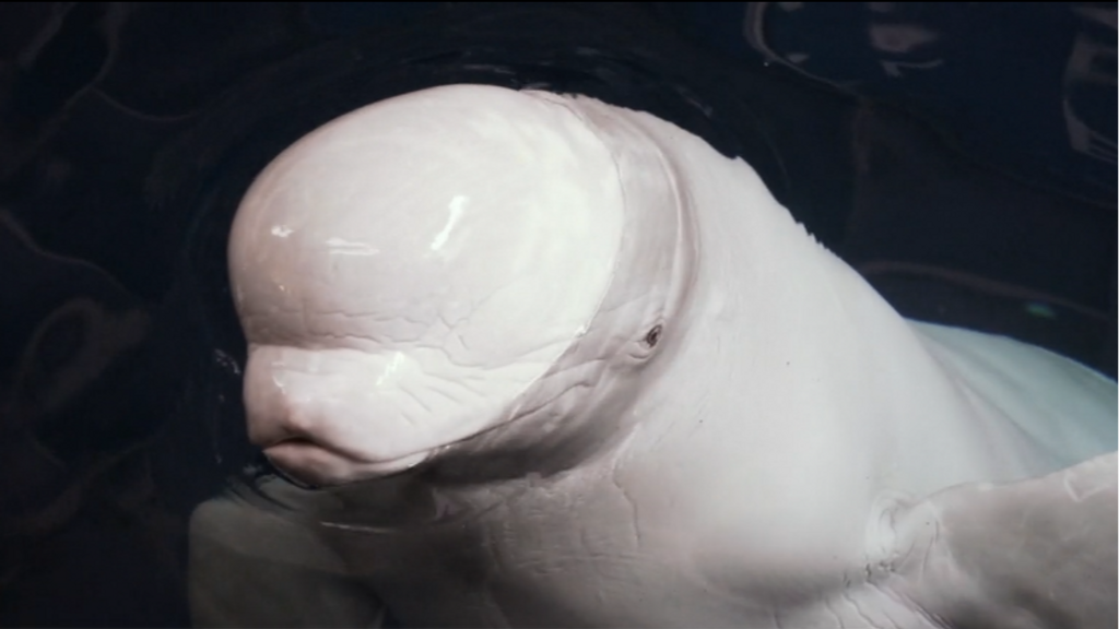 Las ballenas belugas rescatadas de Ucrania evolucionan favorablemente en el Oceanogràfic de Valencia