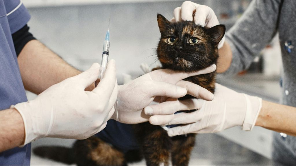 Un gato en el veterinario