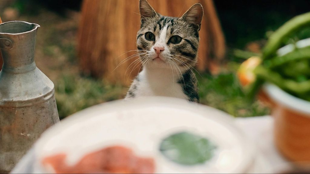 Un gato pendiente de la comida