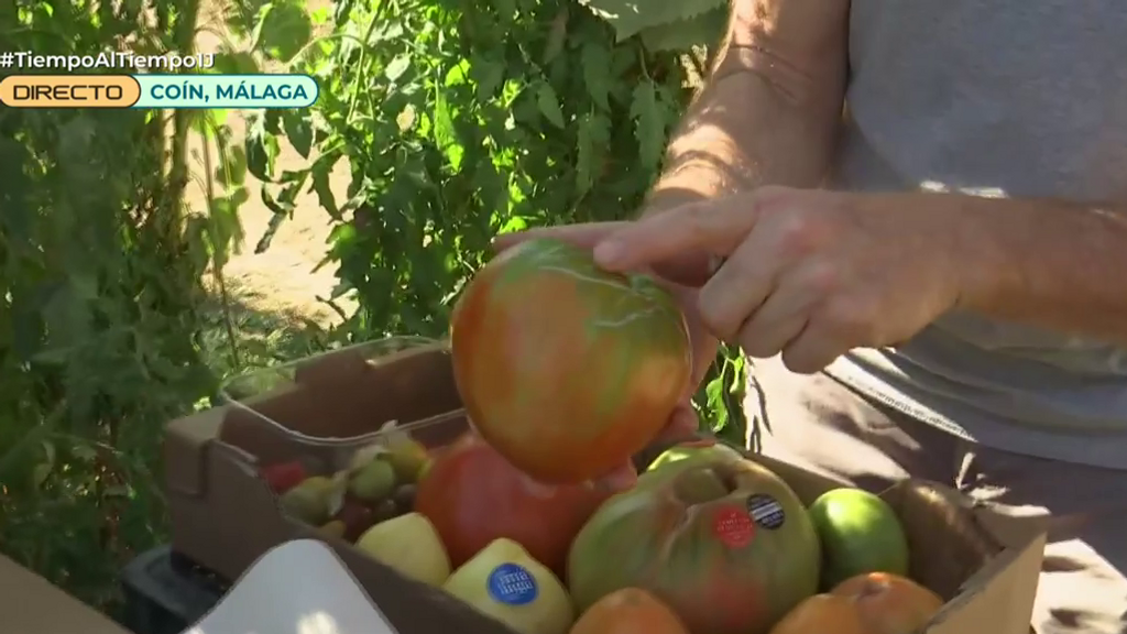 El tomate más caro de España: una caja, hasta 4.000 euros