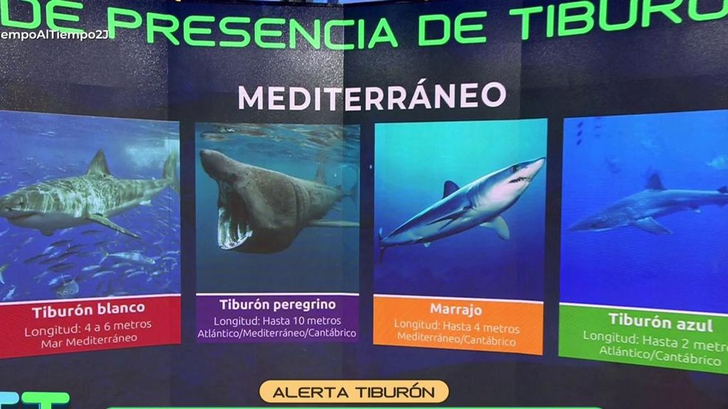 Las especies de tiburones que podemos encontrar en España