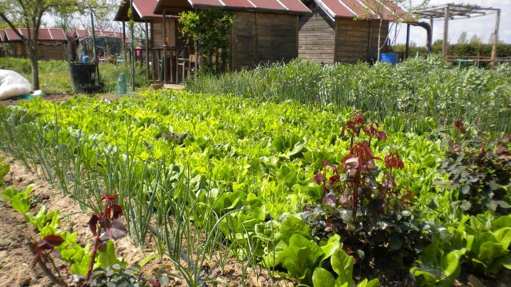 Ofrecen 240 huertos de uso particular en San Fernando para fomentar la agricultura ecológica