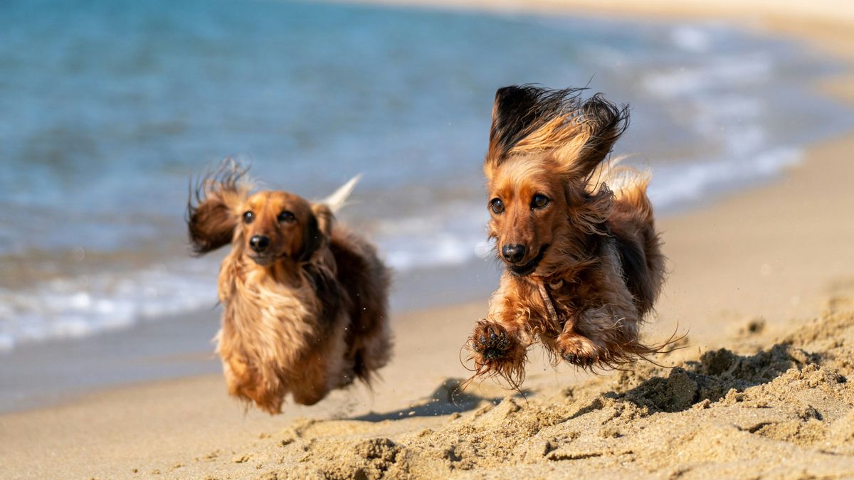 perros playa canina unsplash