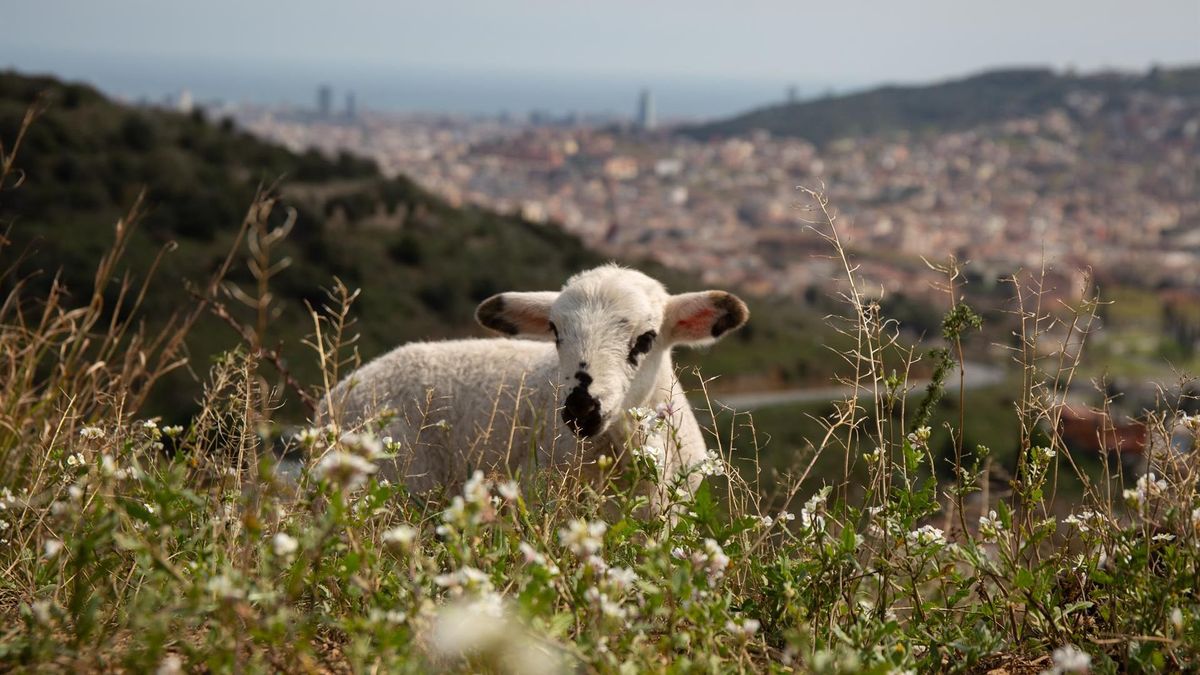 Cataluña vacuna a ovejas y bovinos contra la lengua azul: la enfermedad afecta a 19 explotaciones