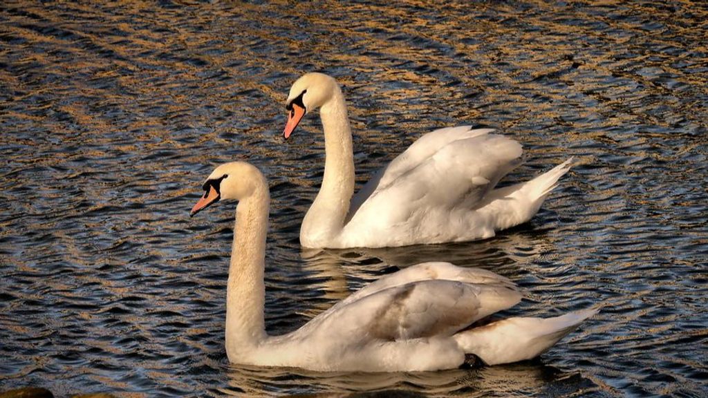 Desaparece una familia de cisnes en el jardín de Campo Grande, Valladolid