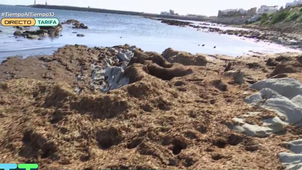 Invasión de algas en Tarifa