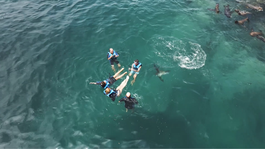 Nadamos con pingüinos de Humboldt en las Islas Palomino de Perú