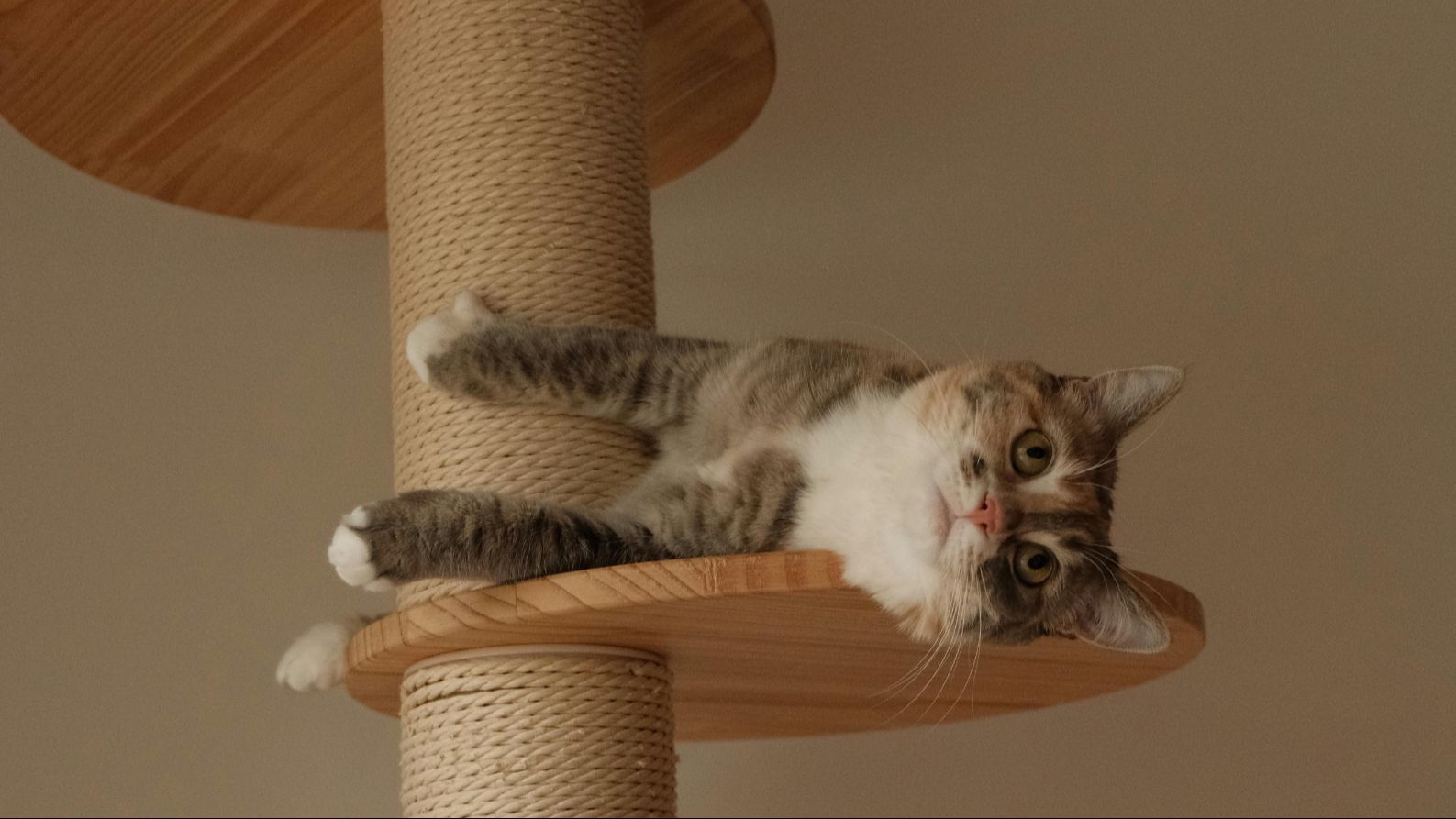 Rascadores para gatos
