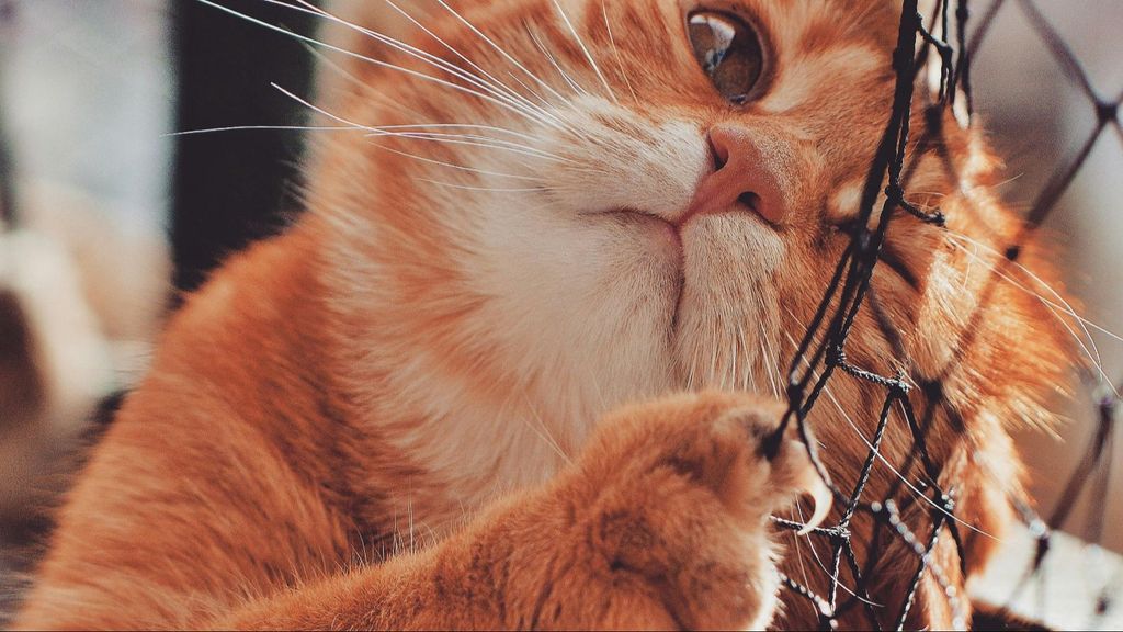 Un gato arañando una red