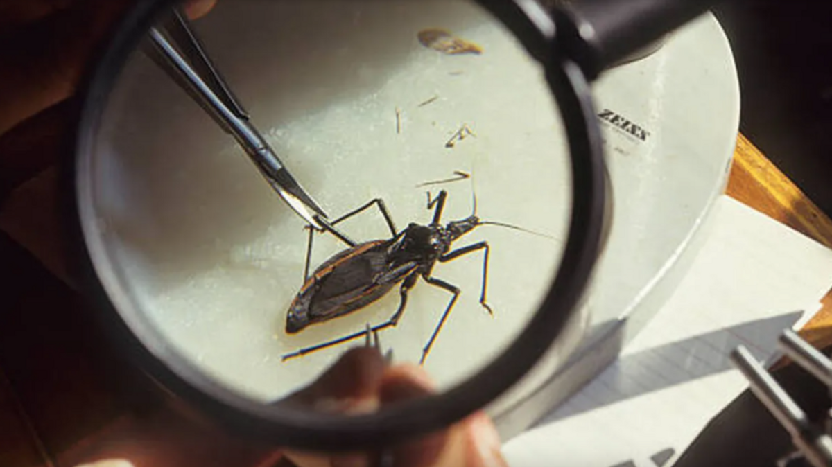 Imagen del insecto que transmite el Chagas