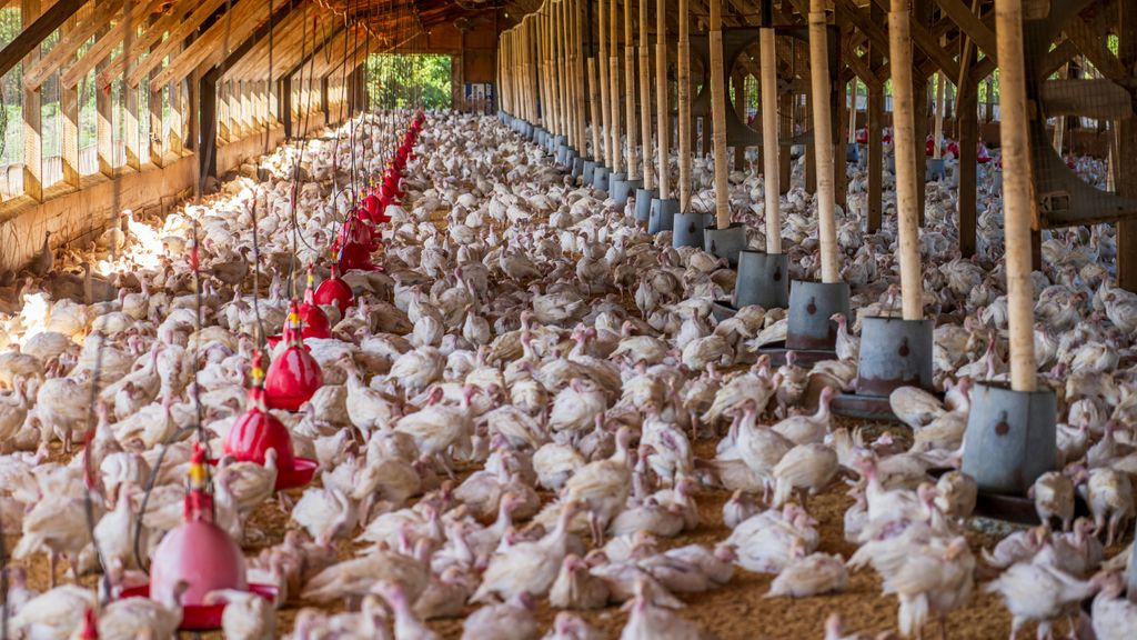 La gripe aviar, una enfermedad trasmitida de aves a humanos que está en el ojo de mira