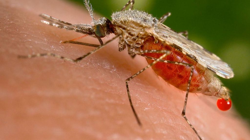 Una plaga de mosquitos afecta a 11 municipios: ¿por qué siempre pican más a unos que a otros?