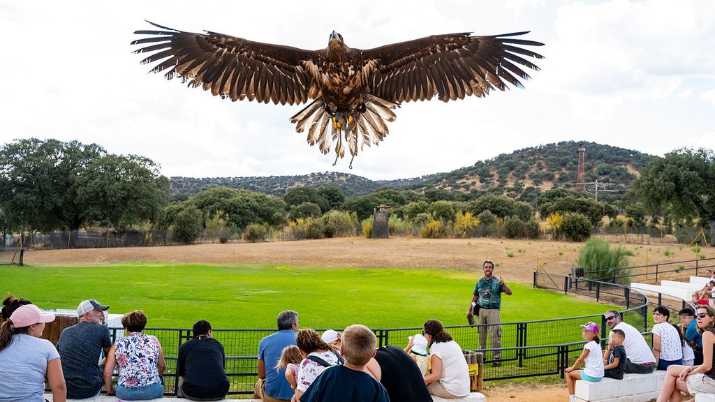 Aves rapaces y cetrería