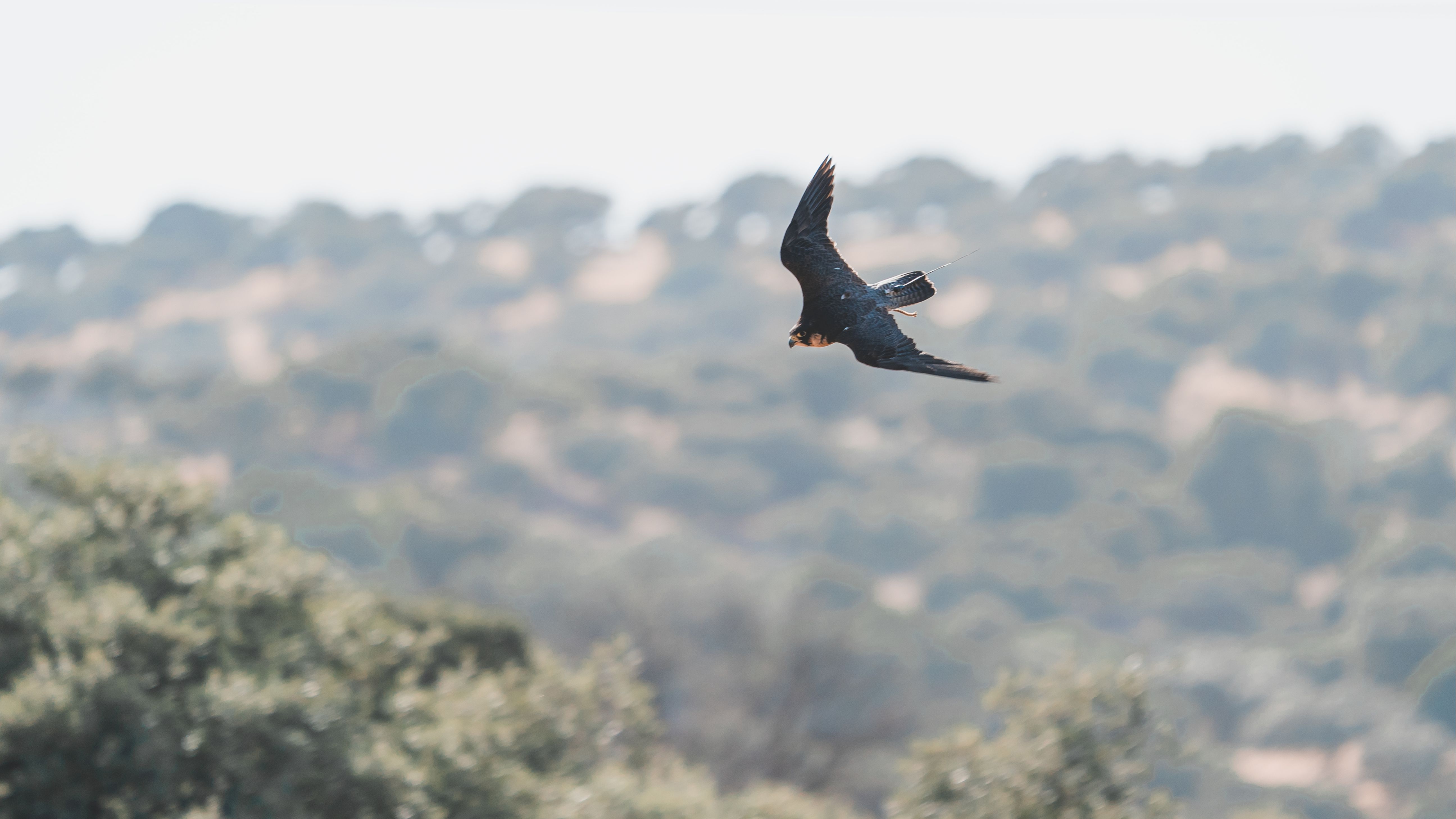 Aves rapaces y cetrería