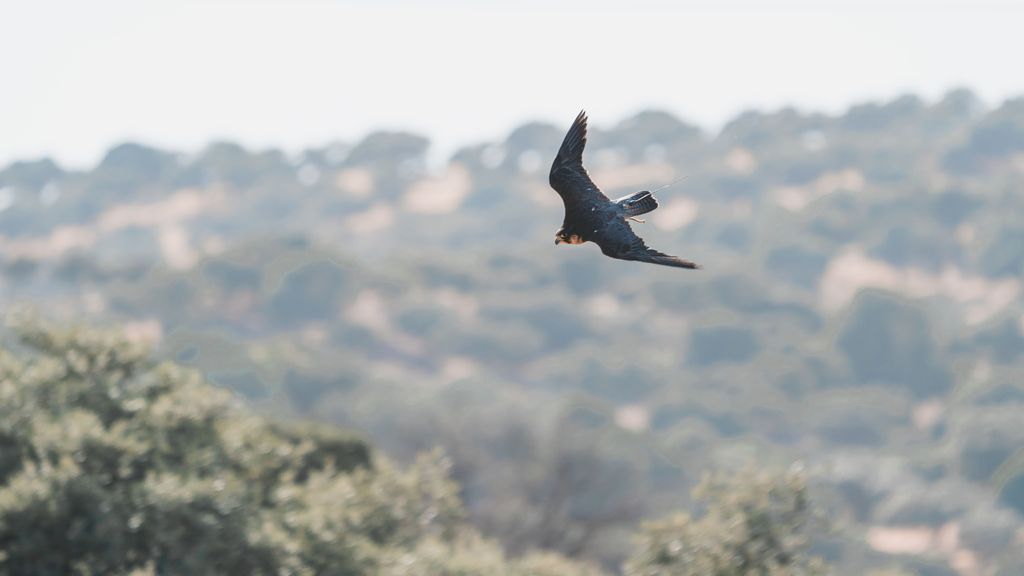 Aves rapaces y cetrería