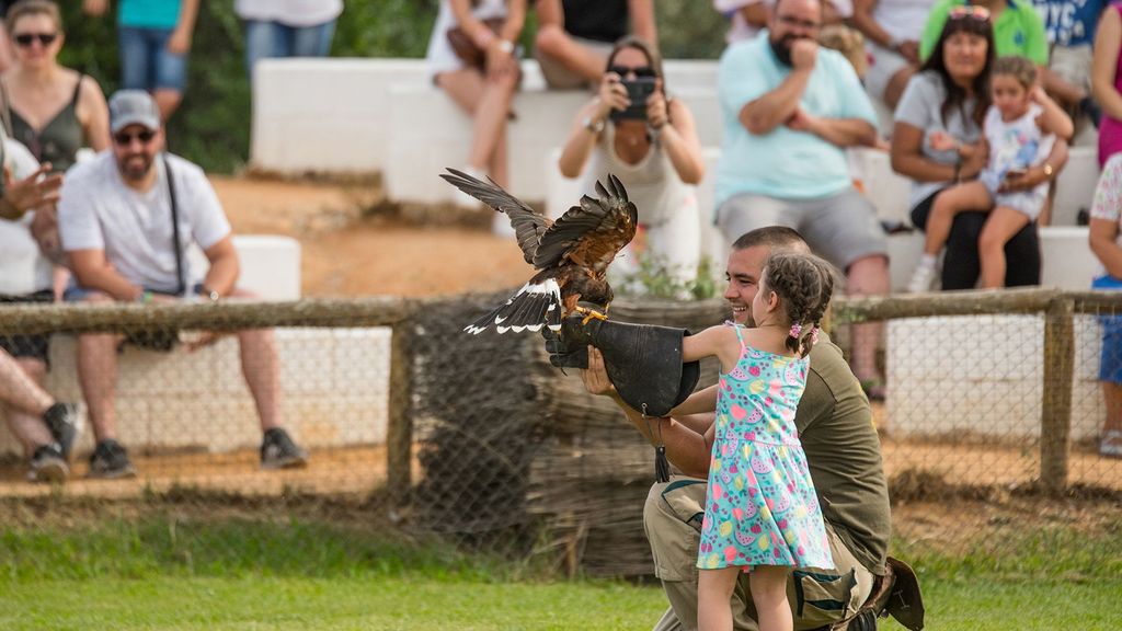 Aves rapaces