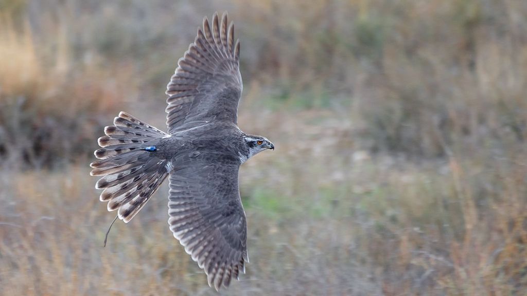 Las águilas y otras rapaces que trabajan para evitar enfermedades como la Leishmaniasis en Madrid