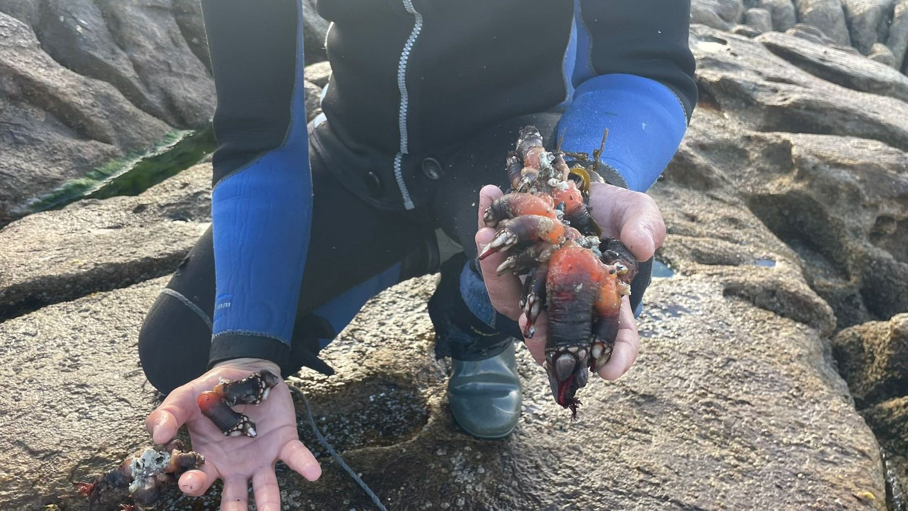 Los percebes de O Roncudo tienen un tamaño, una consistencia, un grosor y un sabor que los hace únicos