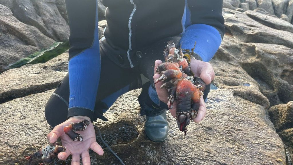 Los percebes de O Roncudo tienen un tamaño, una consistencia, un grosor y un sabor que los hace únicos