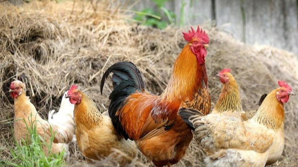 Necesidad de integridad ante el aumento zoonosis