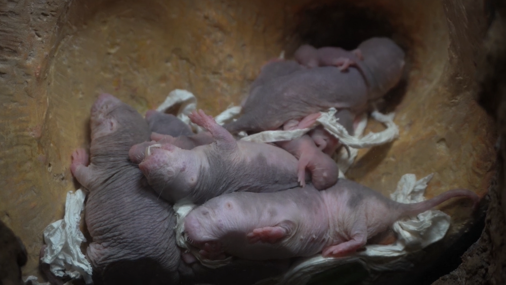 Nace una nueva camada en BIOPARC Valencia de la rata topo, un mamífero “extraterrestre”