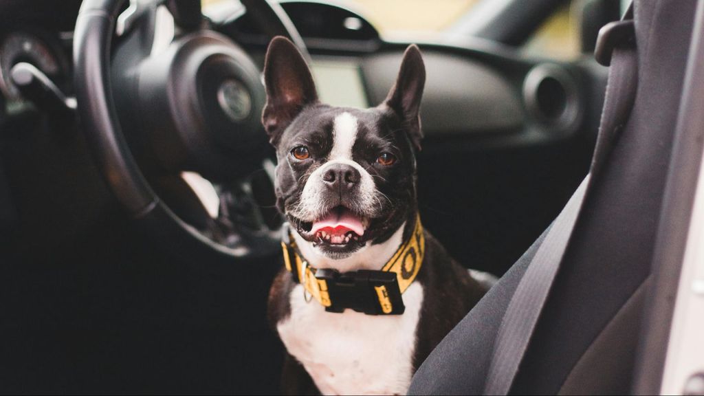 Un perro dentro de un coche