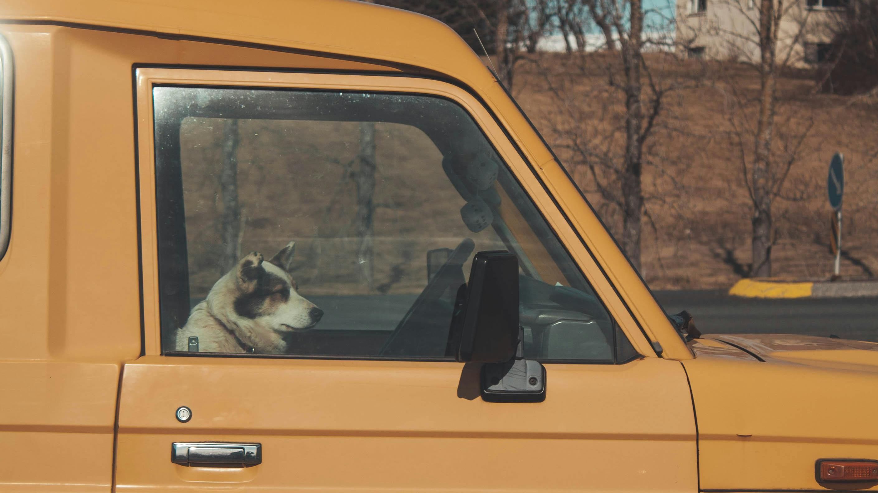 Un perro dentro de una furgoneta