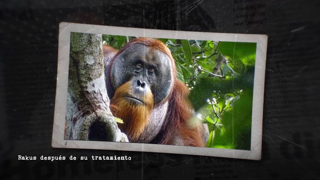 Animales que se curan: graban a un orangután automedicándose y deja a los científicos "alucinados"