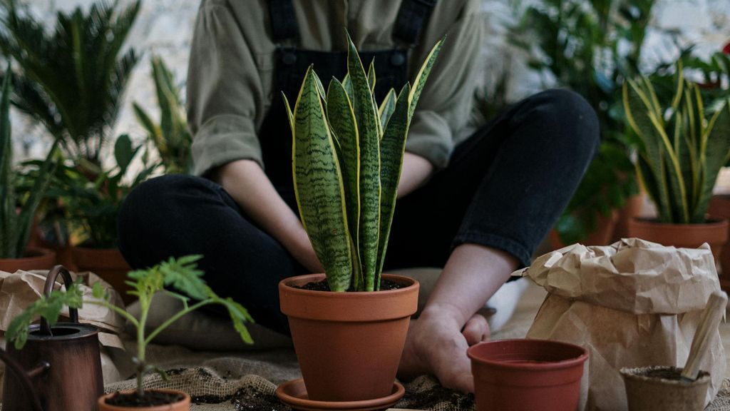 La Sansevieria o Lengua de suegra es una planta muy resistente