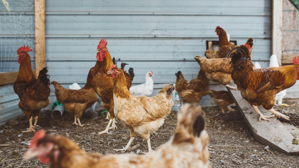 Gallinas de granja